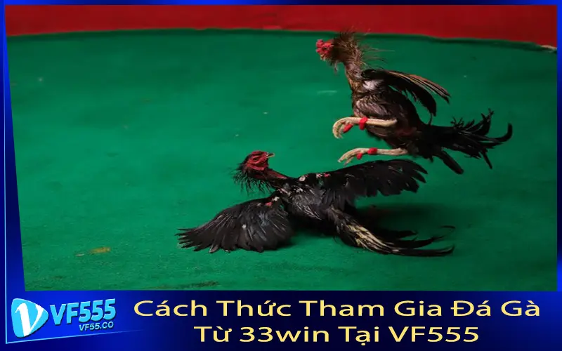 Cách Thức Tham Gia Đá Gà Từ 33win Tại VF555