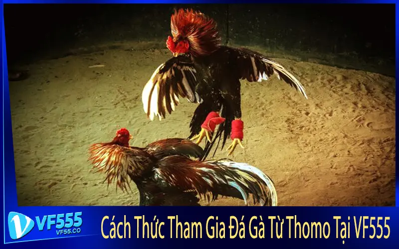 Cách Thức Tham Gia Đá Gà Từ Thomo Tại VF555