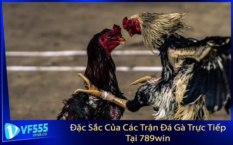 Đặc Sắc Của Các Trận Đá Gà Trực Tiếp Tại 789win