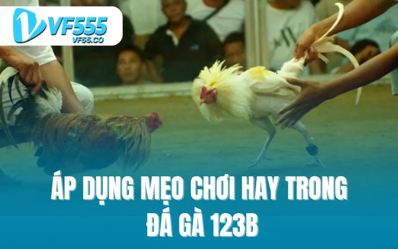 Áp dụng mẹo chơi trong đá gà 123B