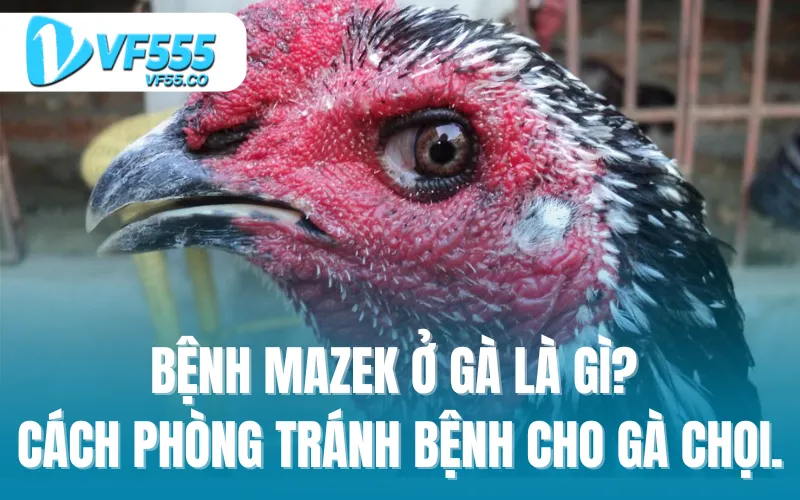 Bệnh Mazek ở gà là gì? cách phòng tránh bệnh lây nhiễm cho gà chọi.