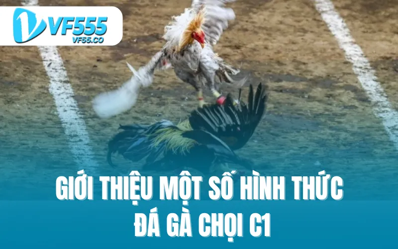 Giới thiệu một số hình thức đá gà chọi C1