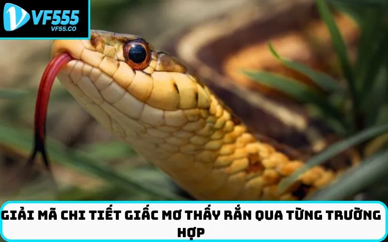 Giải mã chi tiết giấc Mơ thấy rắn qua từng trường hợp