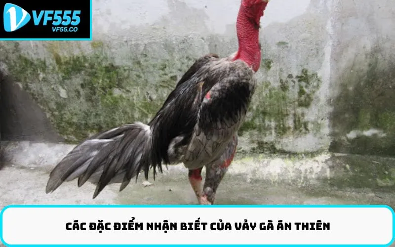 Các đặc điểm nhận biết của vảy gà án thiên