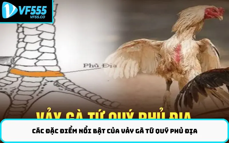 Các đặc điểm nổi bật của vảy gà tứ quý phủ địa