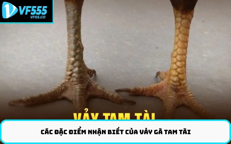 Các đặc điểm nhận biết của vảy gà tam tài