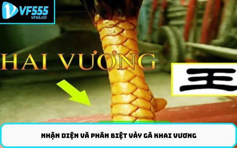Nhận Diện Và Phân Biệt Vảy Gà Khai Vương