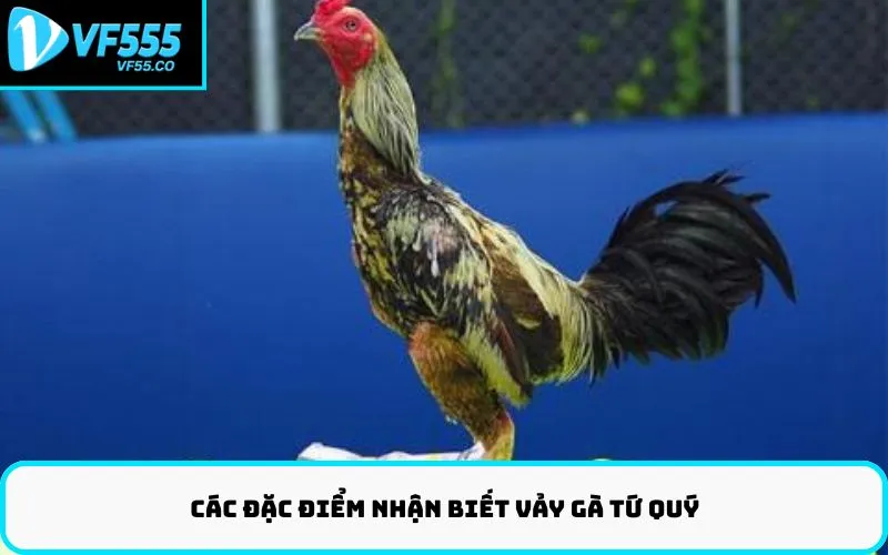 Các Đặc Điểm Nhận Biết Vảy Gà Tứ Quý