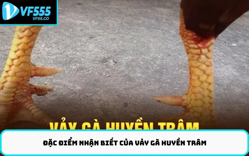 Đặc điểm nhận biết của vảy gà Huyền Trâm