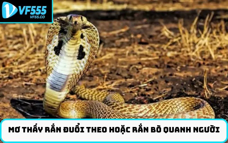 Mơ thấy rắn đuổi theo hoặc rắn bò quanh người