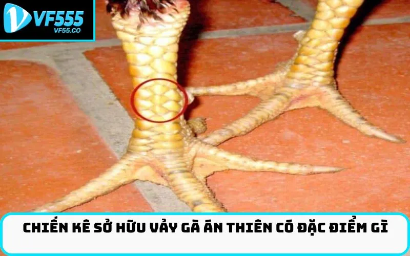 Chiến kê sở hữu Vảy gà án thiên có đặc điểm gì
