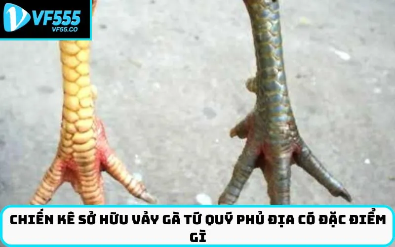Chiến kê sở hữu Vảy gà tứ quý phủ địa có đặc điểm gì