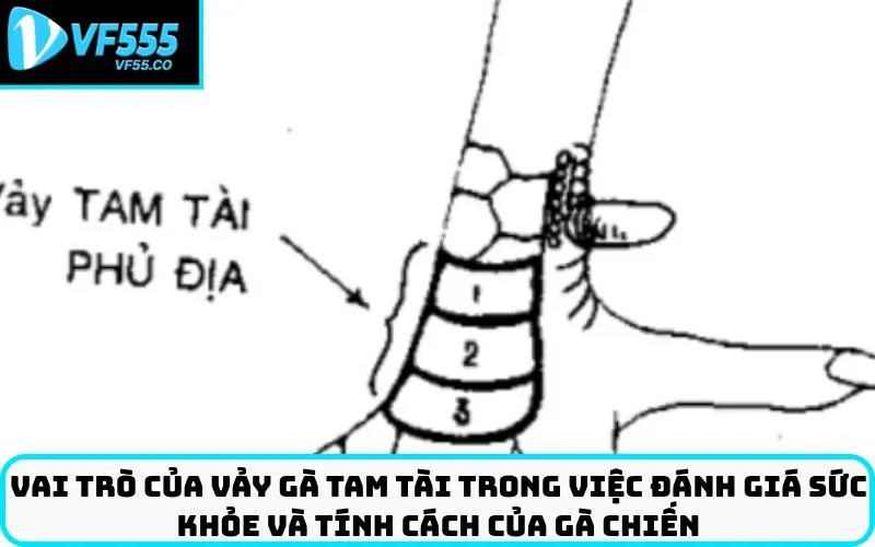 Vai trò của vảy gà tam tài trong việc đánh giá sức khỏe và tính cách của gà chiến