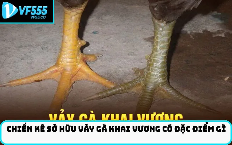 Chiến kê sở hữu Vảy gà khai vương có đặc điểm gì