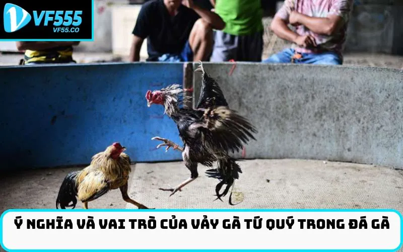 Ý Nghĩa Và Vai Trò của Vảy Gà Tứ Quý Trong Đá Gà