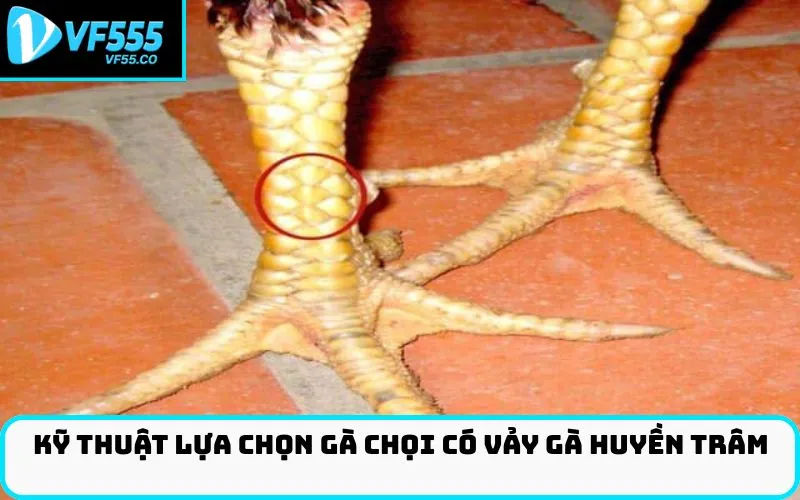 Kỹ thuật lựa chọn gà chọi có vảy gà Huyền Trâm
