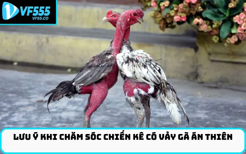 Lưu ý khi chăm sóc chiến kê có Vảy gà án thiên