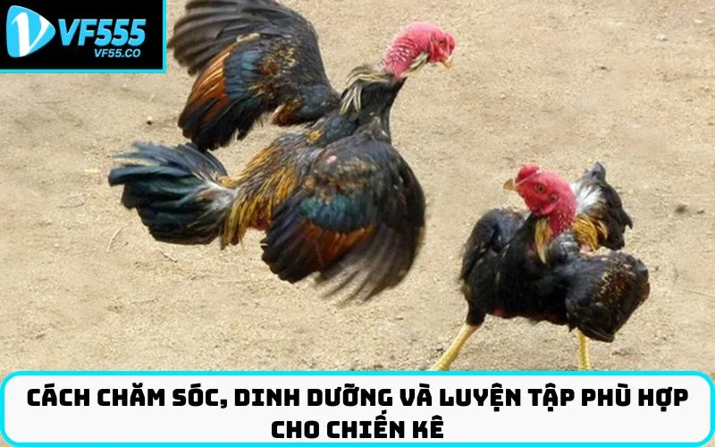 Cách chăm sóc, dinh dưỡng và luyện tập phù hợp cho chiến kê