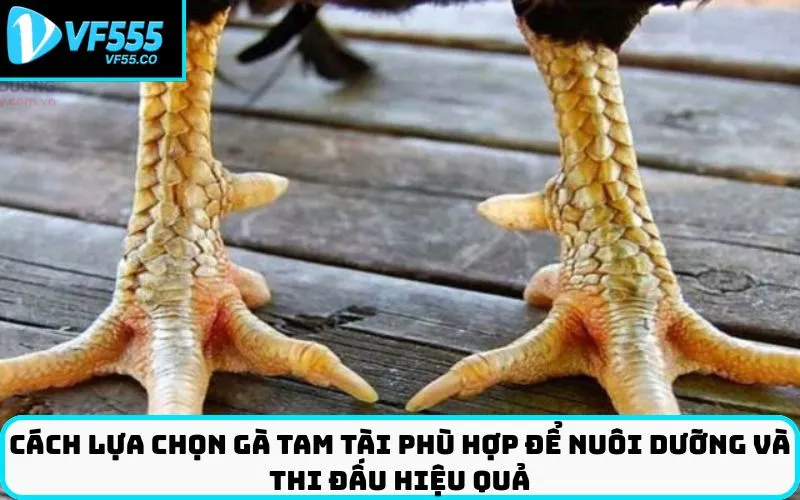 Cách lựa chọn gà tam tài phù hợp để nuôi dưỡng và thi đấu hiệu quả
