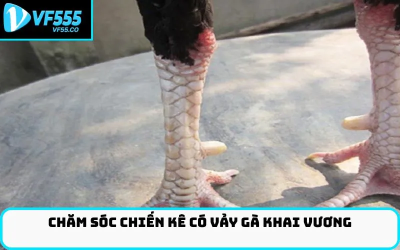 Chăm sóc chiến kê có Vảy gà khai vương