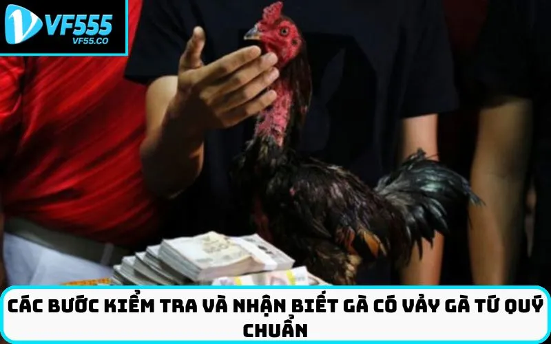 Các bước kiểm tra và nhận biết gà có vảy gà tứ quý chuẩn