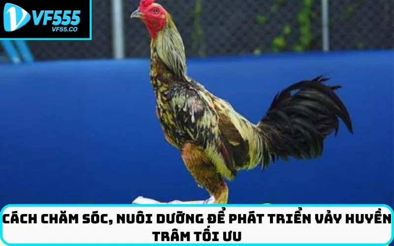 Cách chăm sóc, nuôi dưỡng để phát triển vảy Huyền Trâm tối ưu