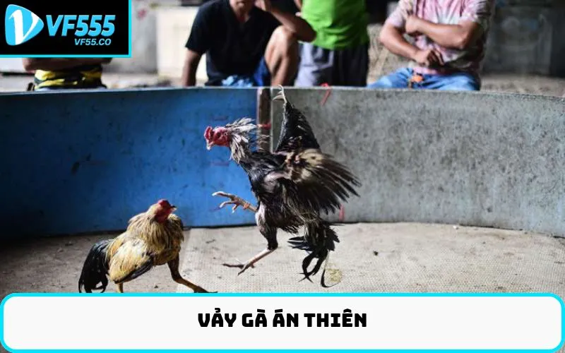 Vảy gà án thiên