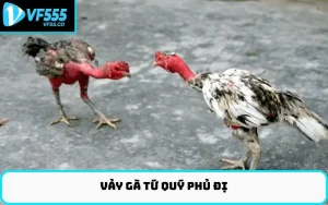 Vảy gà tứ quý phủ địa