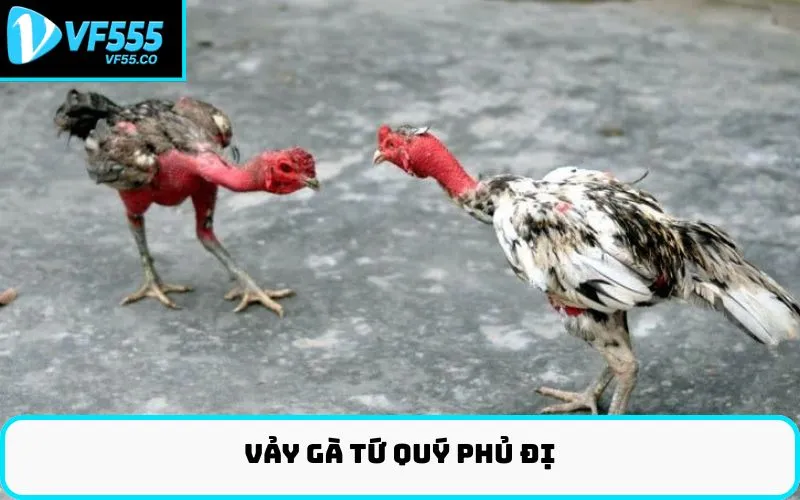 Vảy gà tứ quý phủ địa