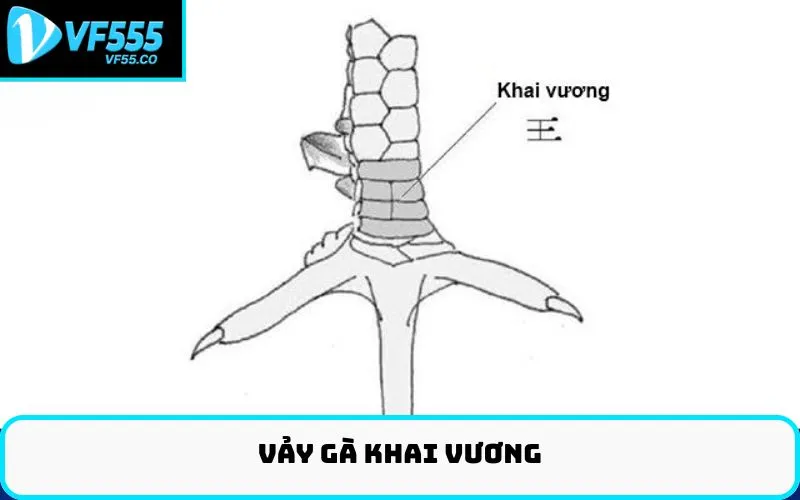 Vảy gà khai vương