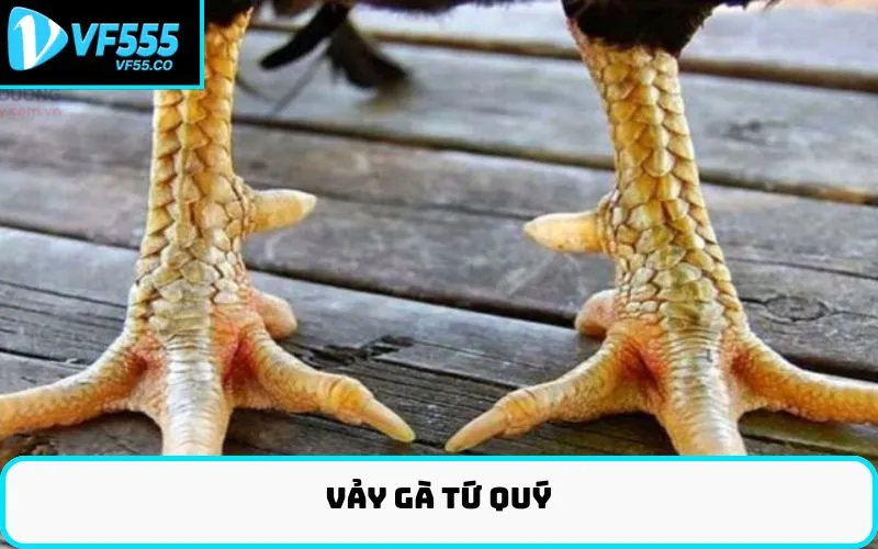 Vảy gà tứ quý