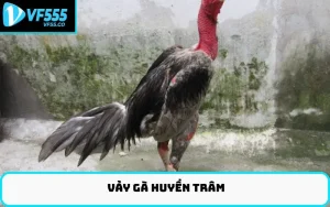 Vảy gà huyền trâm