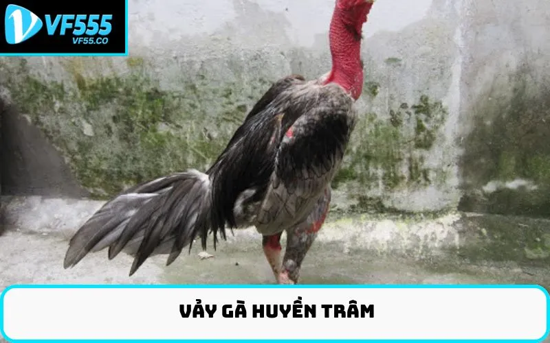 Vảy gà huyền trâm